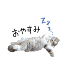 久保田4にゃんず（個別スタンプ：5）