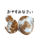 久保田4にゃんず（個別スタンプ：6）