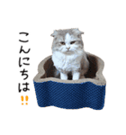 久保田4にゃんず（個別スタンプ：7）