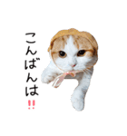 久保田4にゃんず（個別スタンプ：8）