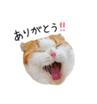 久保田4にゃんず（個別スタンプ：10）