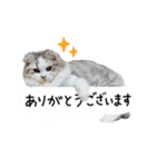 久保田4にゃんず（個別スタンプ：11）