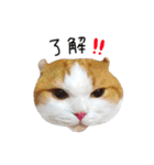 久保田4にゃんず（個別スタンプ：12）