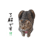 久保田4にゃんず（個別スタンプ：13）