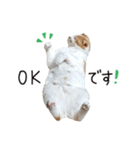 久保田4にゃんず（個別スタンプ：15）