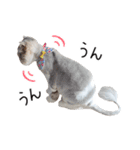 久保田4にゃんず（個別スタンプ：17）