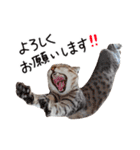 久保田4にゃんず（個別スタンプ：18）