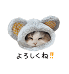 久保田4にゃんず（個別スタンプ：19）