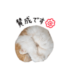 久保田4にゃんず（個別スタンプ：20）