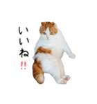 久保田4にゃんず（個別スタンプ：21）