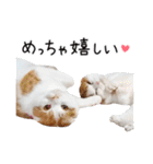 久保田4にゃんず（個別スタンプ：23）