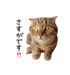 久保田4にゃんず（個別スタンプ：24）