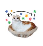 久保田4にゃんず（個別スタンプ：25）