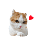 久保田4にゃんず（個別スタンプ：26）