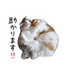 久保田4にゃんず（個別スタンプ：27）