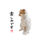 久保田4にゃんず（個別スタンプ：28）