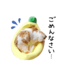 久保田4にゃんず（個別スタンプ：30）