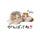 久保田4にゃんず（個別スタンプ：31）