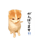 久保田4にゃんず（個別スタンプ：32）