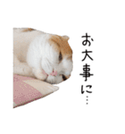 久保田4にゃんず（個別スタンプ：33）