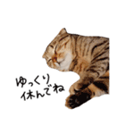 久保田4にゃんず（個別スタンプ：35）