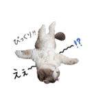 久保田4にゃんず（個別スタンプ：38）