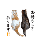 久保田4にゃんず（個別スタンプ：40）