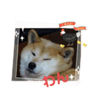 柴犬ハルver11（個別スタンプ：1）