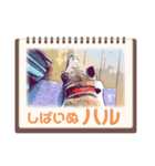 柴犬ハルver11（個別スタンプ：4）