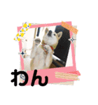柴犬ハルver11（個別スタンプ：6）