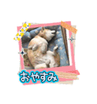 柴犬ハルver11（個別スタンプ：7）