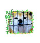 柴犬ハルver11（個別スタンプ：8）
