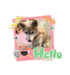 柴犬ハルver11（個別スタンプ：9）