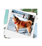 柴犬ハルver11（個別スタンプ：10）
