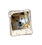 柴犬ハルver11（個別スタンプ：13）