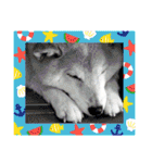 柴犬ハルver11（個別スタンプ：17）