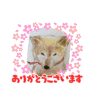 柴犬ハルver11（個別スタンプ：18）