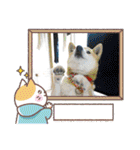 柴犬ハルver11（個別スタンプ：21）