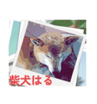 柴犬ハルver11（個別スタンプ：22）