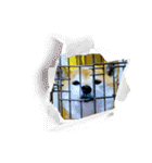 柴犬ハルver11（個別スタンプ：23）