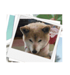 柴犬ハルver11（個別スタンプ：24）
