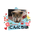 柴犬ハルver11（個別スタンプ：28）