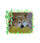 柴犬ハルver11（個別スタンプ：29）