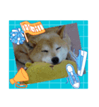 柴犬ハルver11（個別スタンプ：30）