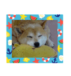 柴犬ハルver11（個別スタンプ：31）