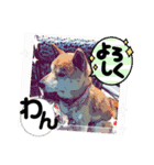 柴犬ハルver11（個別スタンプ：32）