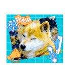 柴犬ハルver11（個別スタンプ：34）
