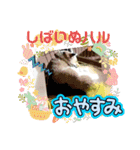柴犬ハルver11（個別スタンプ：35）