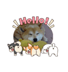 柴犬ハルver11（個別スタンプ：36）