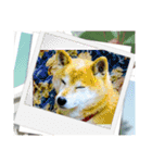 柴犬ハルver11（個別スタンプ：37）